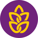 گندم طلائی کوروش